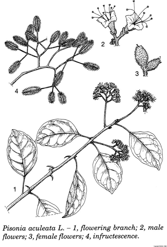 Pisonia_aculeata