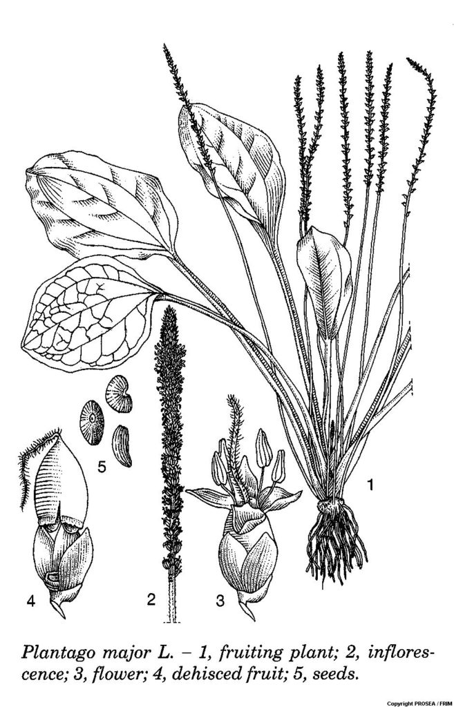 Plantago_major