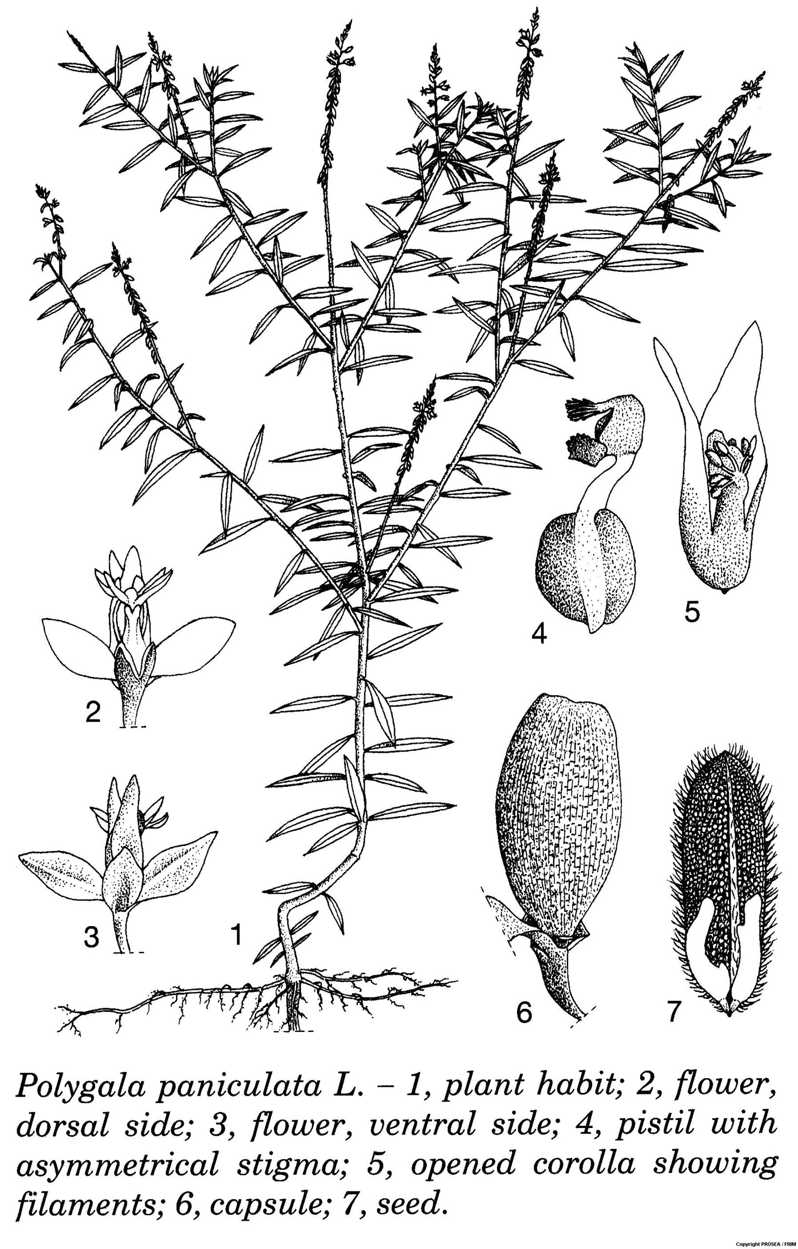 Polygala_paniculata