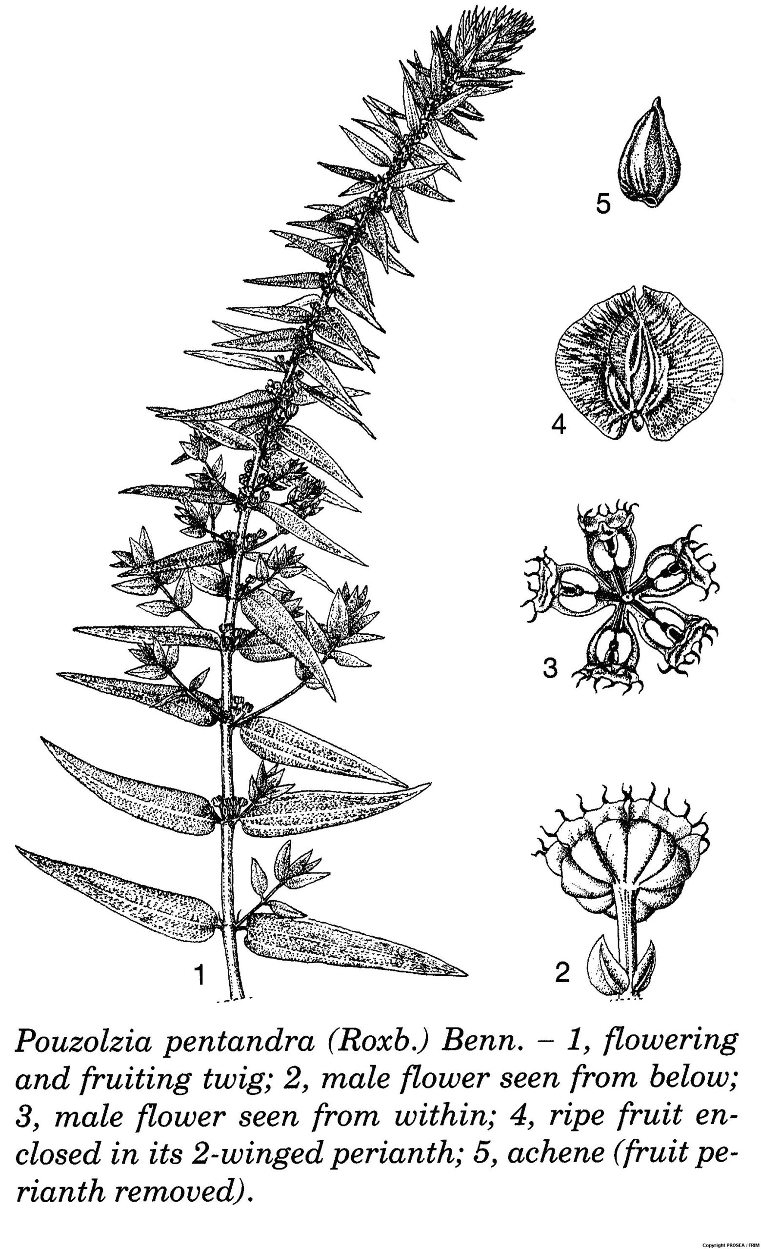 Pouzolzia pentandra (Roxb.) Benn. - GlobinMed