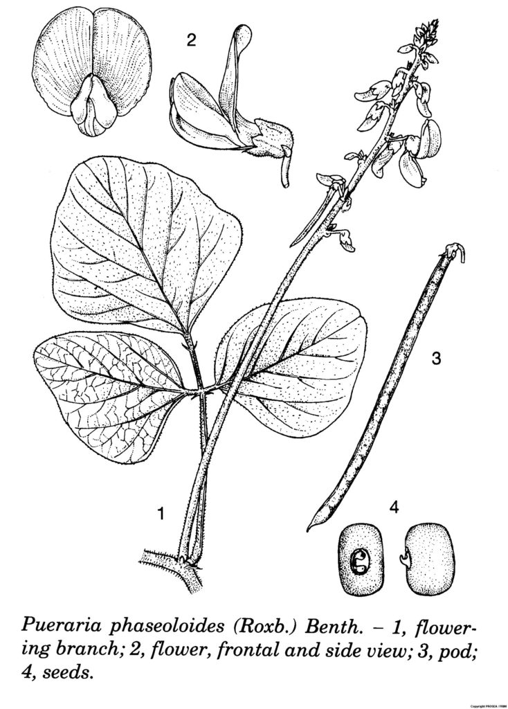 Pueraria_phaseoloides