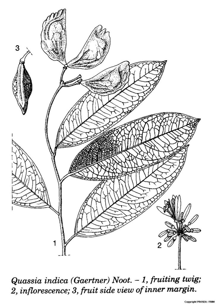 Quassia_indica