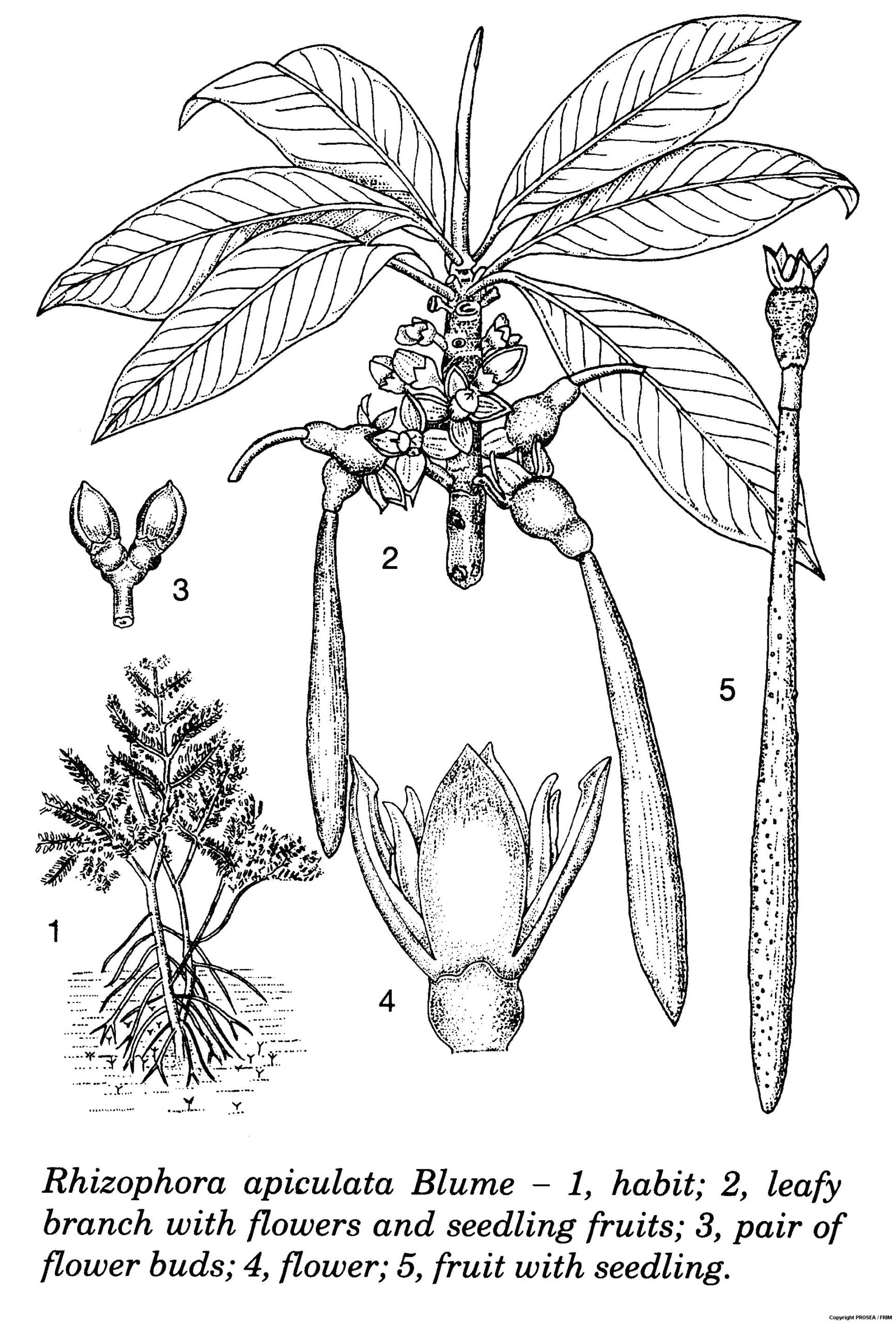 Rhizophora_apiculata