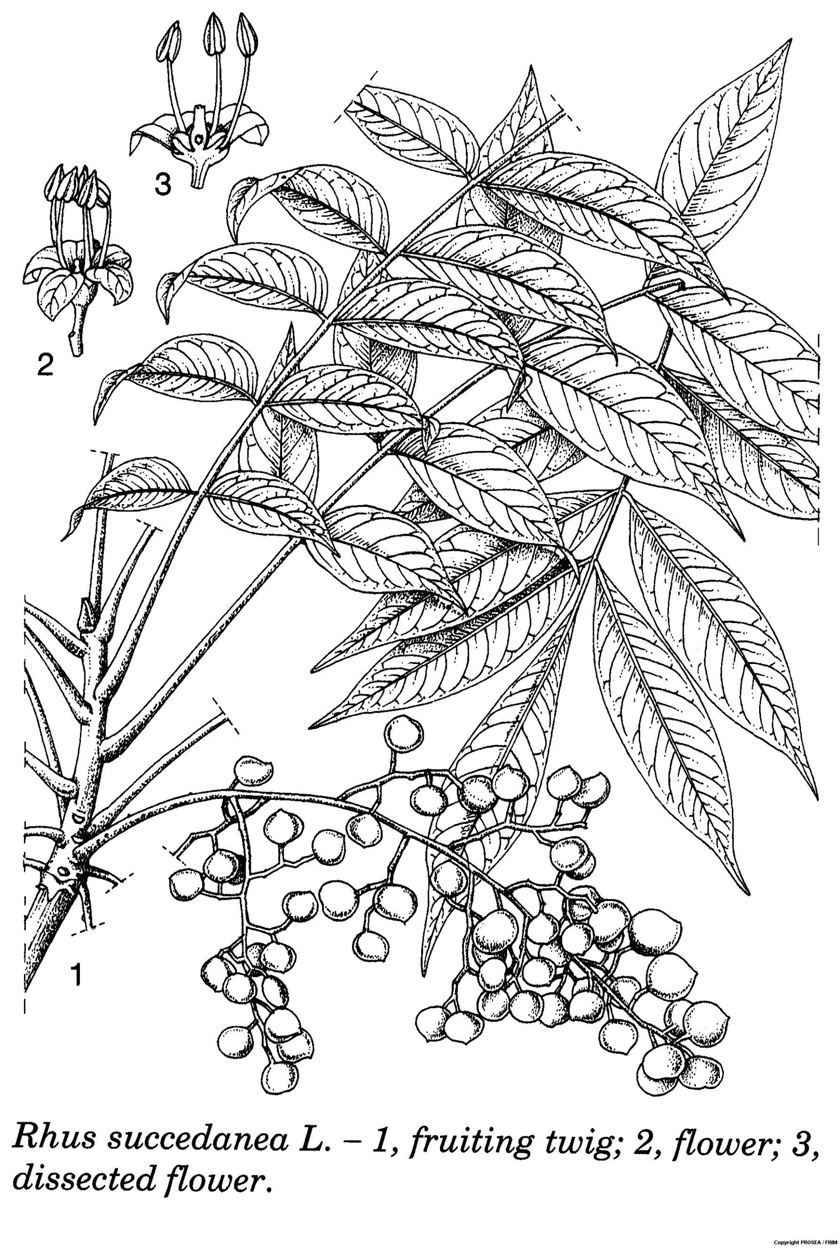 Rhus_succedanea