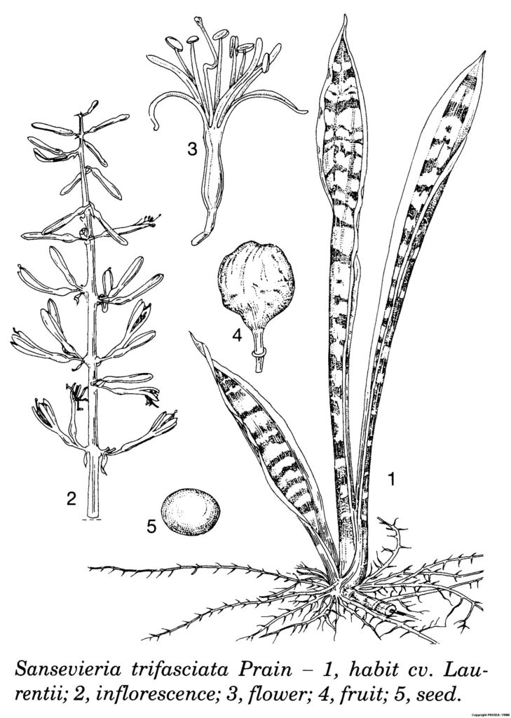 Sansevieria_trifasciata