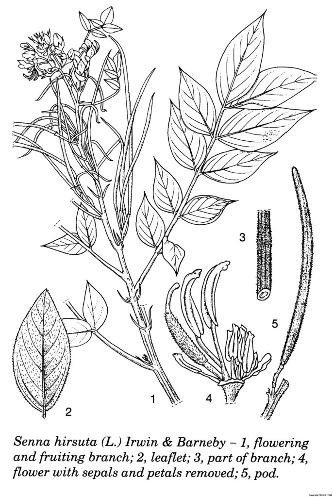 Senna_hirsuta