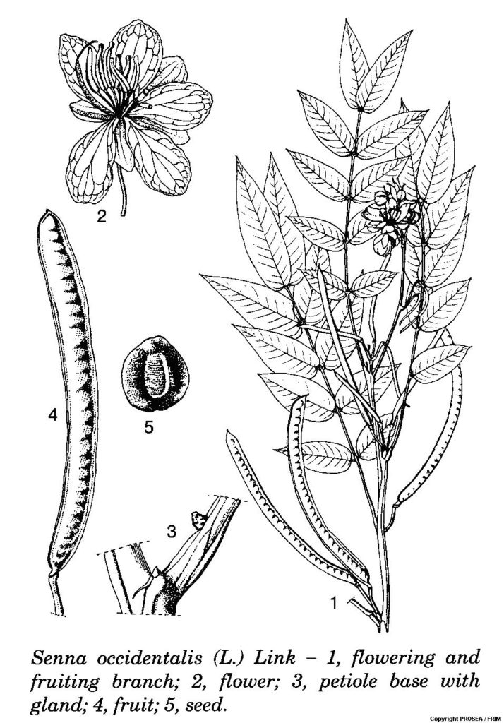 Senna_occidentalis