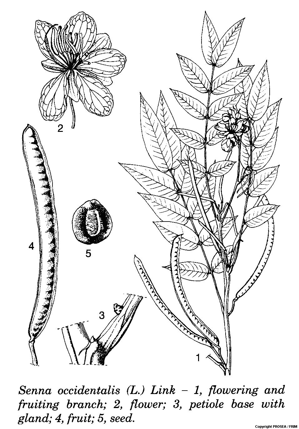 Senna_occidentalis