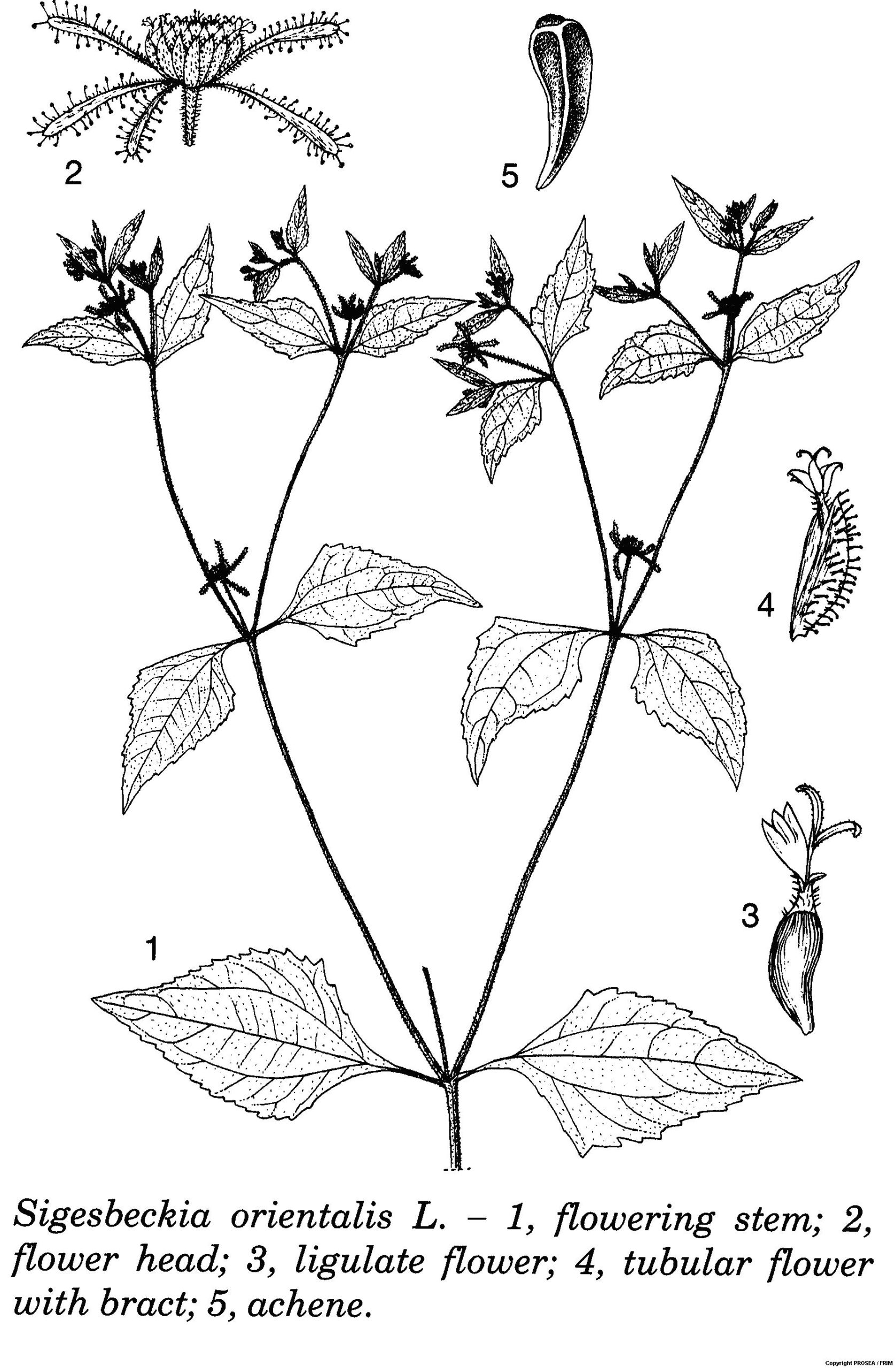 Sigesbeckia_orientalis