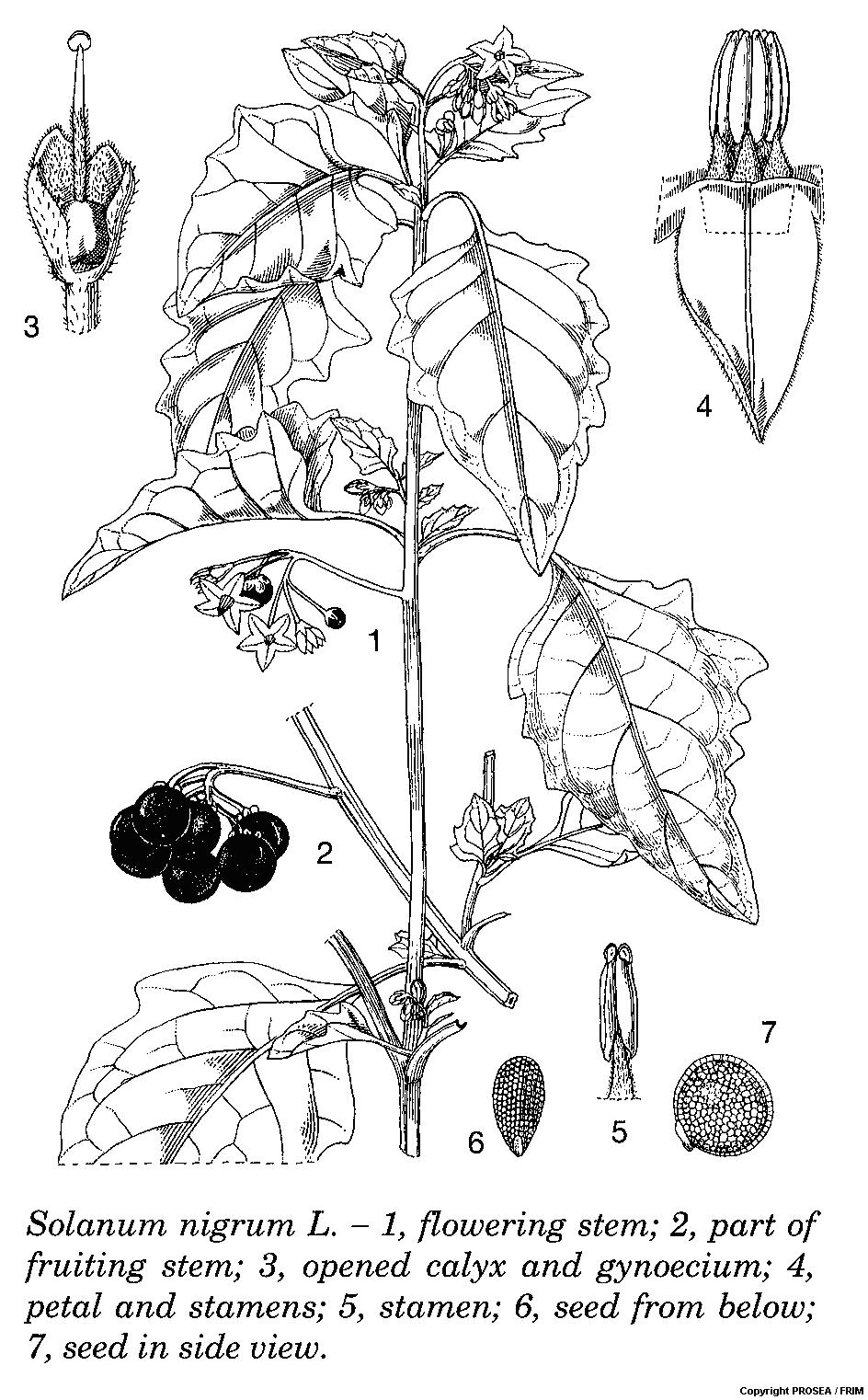 Solanum_nigrum