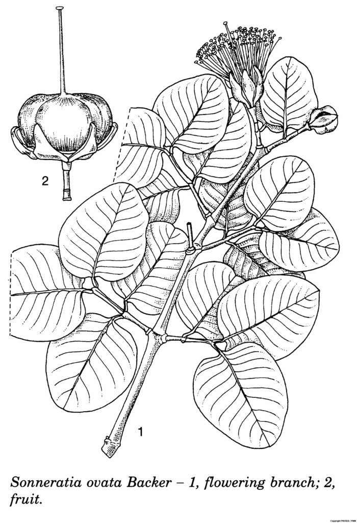 Sonneratia_ovata