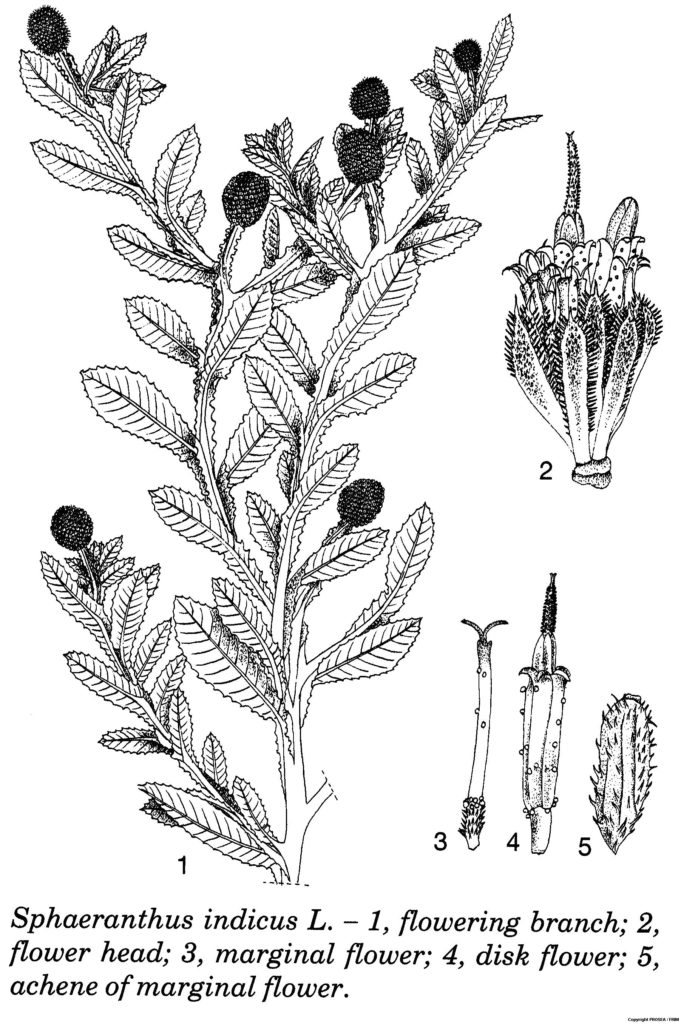 Sphaeranthus_indicus