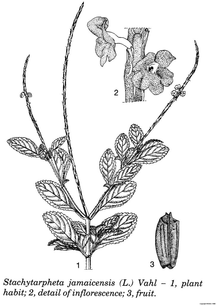 Stachytarpheta_jamaicensis