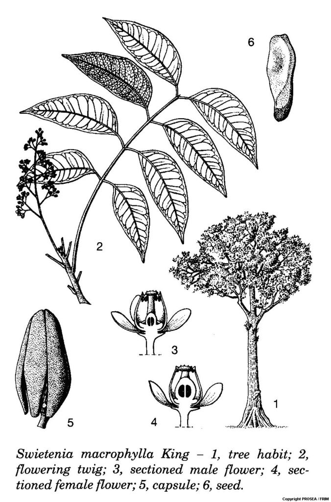 Swietenia macrophylla King GlobinMed