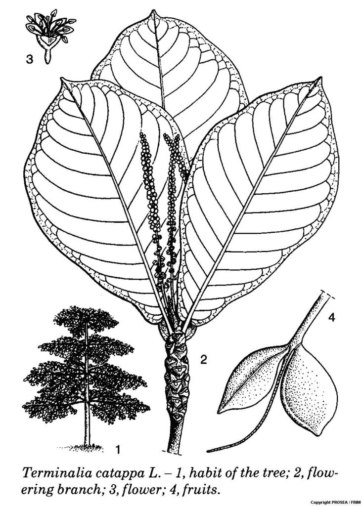 Terminalia_catappa