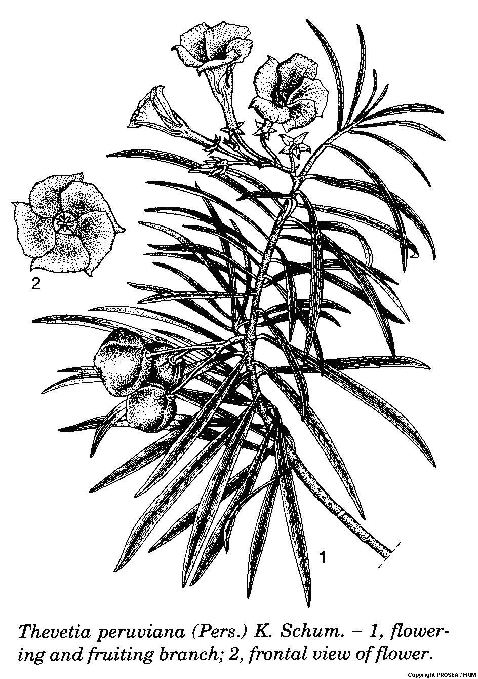 Thevetia_peruviana