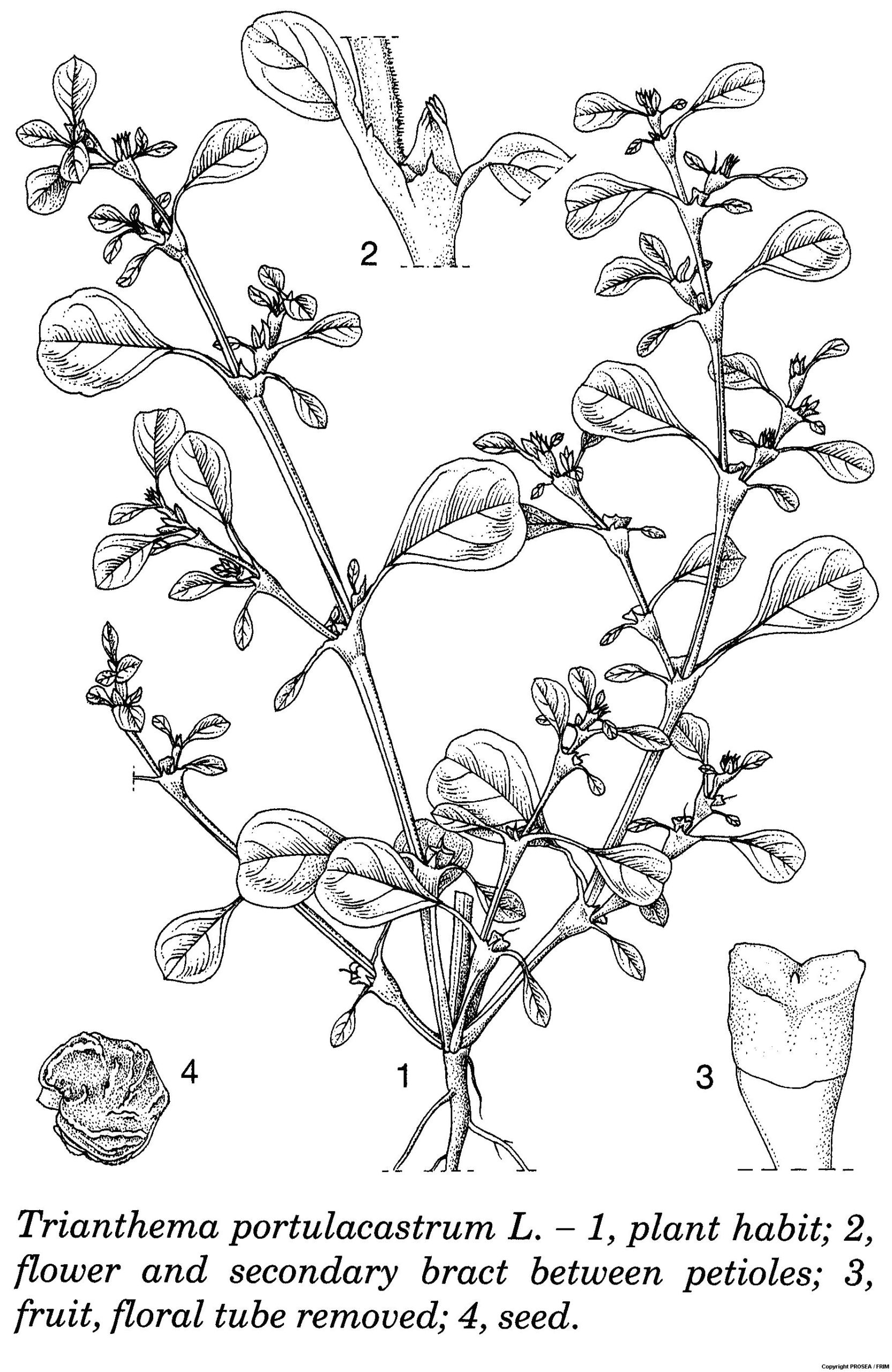 Trianthema_portulacastrum