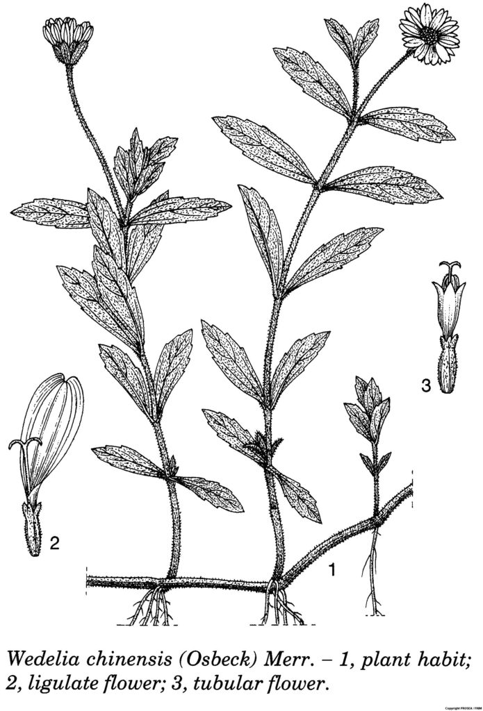 Wedelia_chinensis