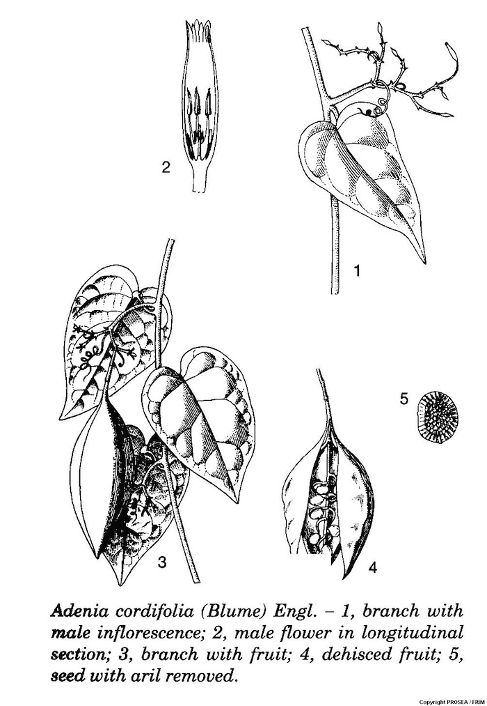 Adenia_cordifolia_Blume_Engl