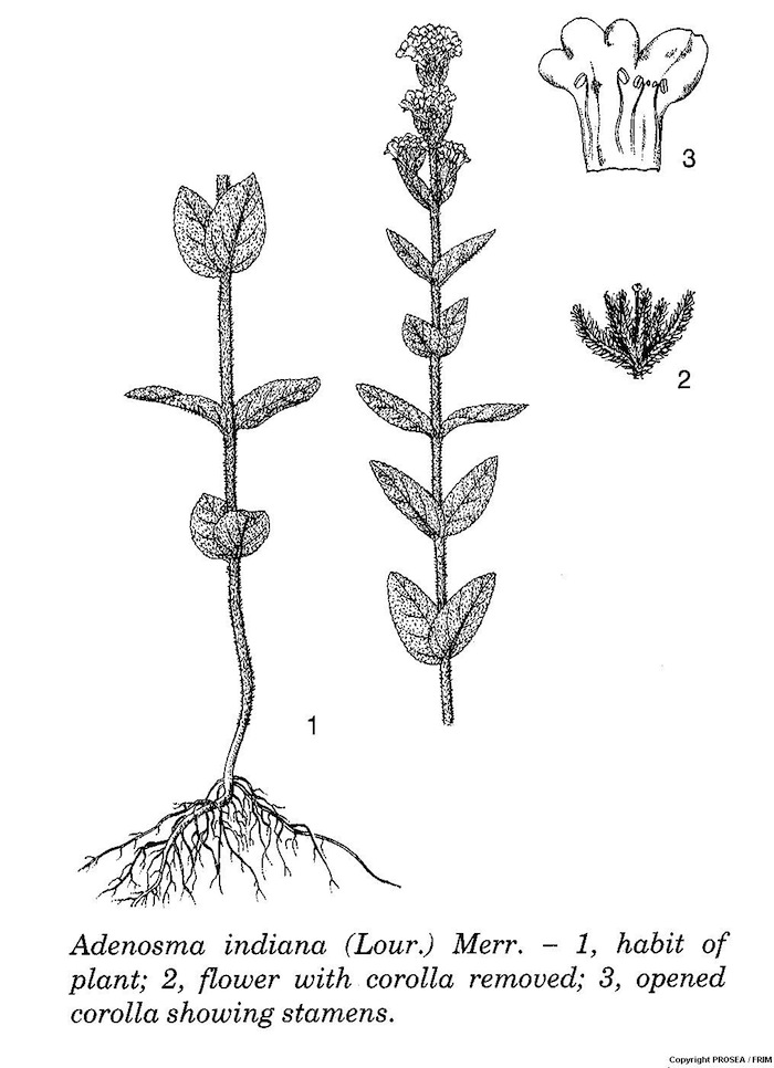 Adenosma_indiana_Lour_Merr