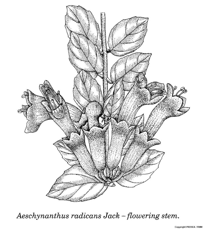 Aeschynanthus_radicans_Jack