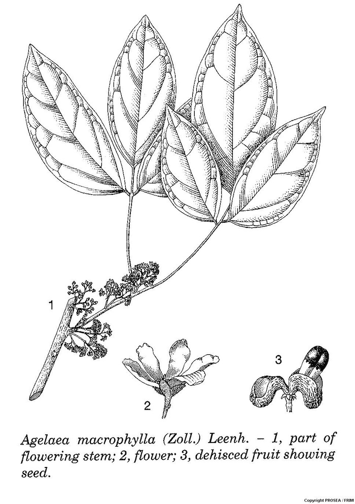 Agelaea_macrophylla_Zoll_Leenh