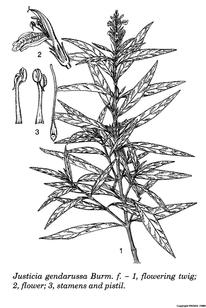 Justicia gendarussa - GlobinMed