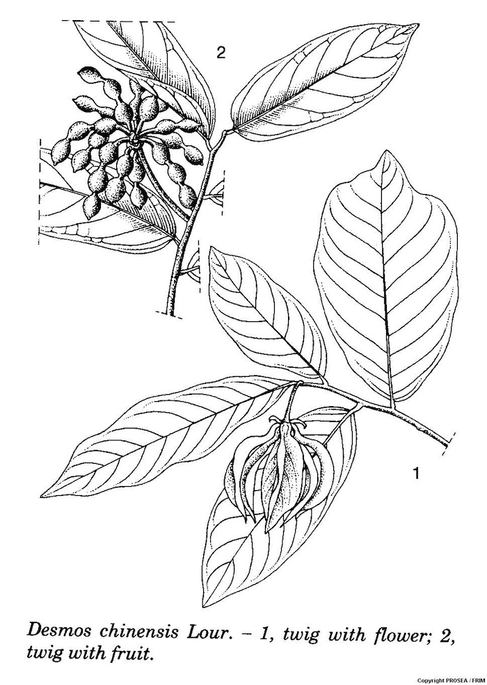 Desmos_chinensis_Lour