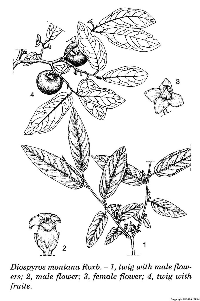 Diospyros_montana_Roxb