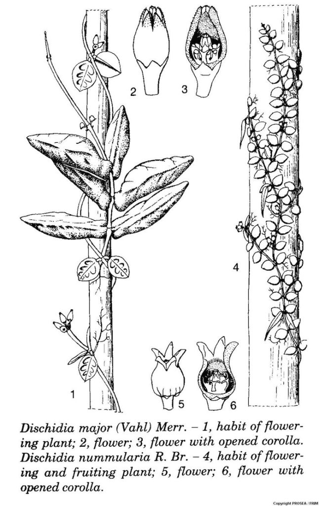 Dischidia_major_Vahl_Merr