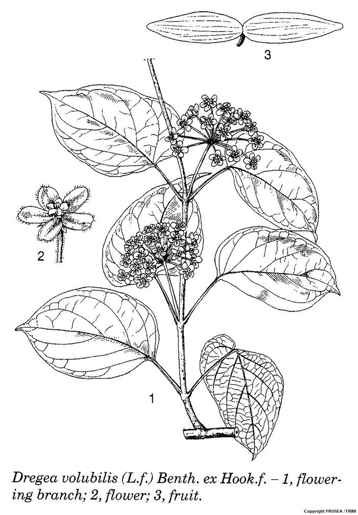 Dregea_volubilis_Lf_Benth_ex_Hookf