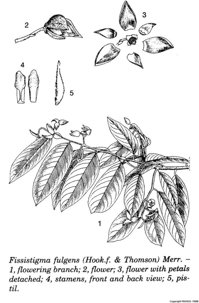 Fissistigma_fulgens_Hookf__Thomson_Merr