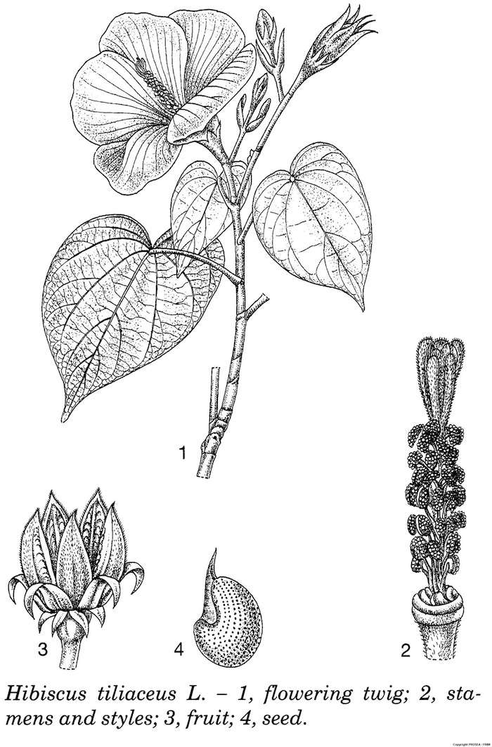 Hibiscus_tiliaceus_L