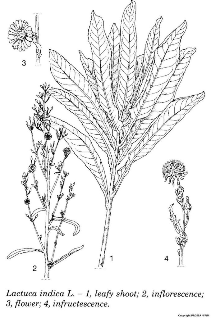 Lactuca_indica_L