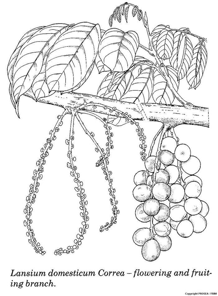 Lansium_domesticum_Correa