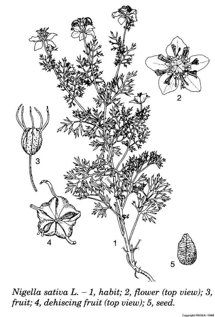 Nigella_sativa_L