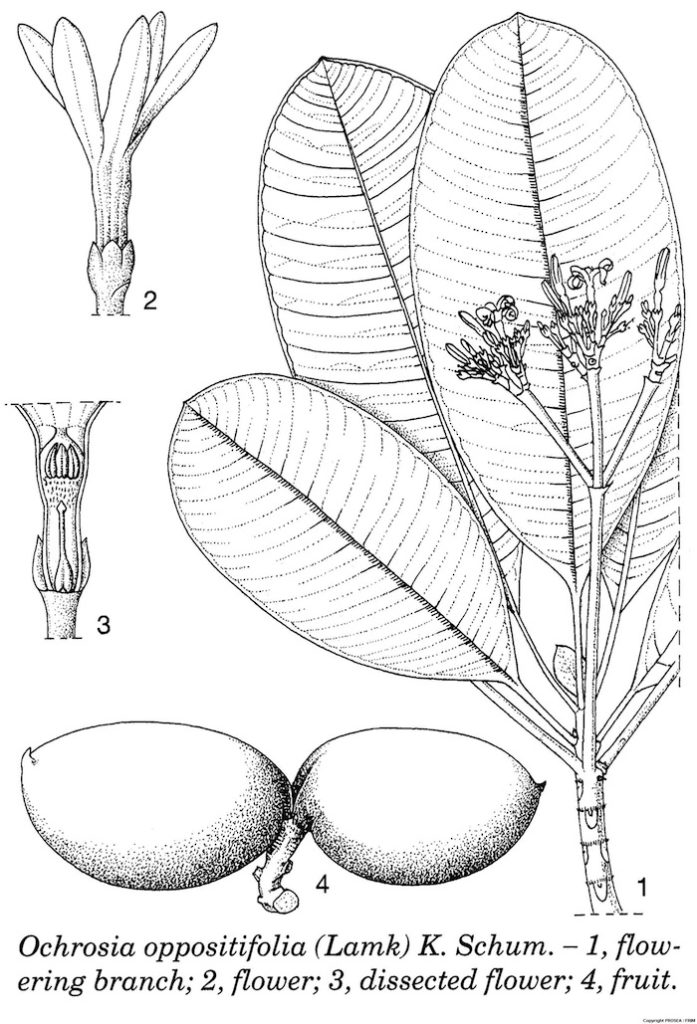 Ochrosia_oppositifolia_Lamk_K_Schum