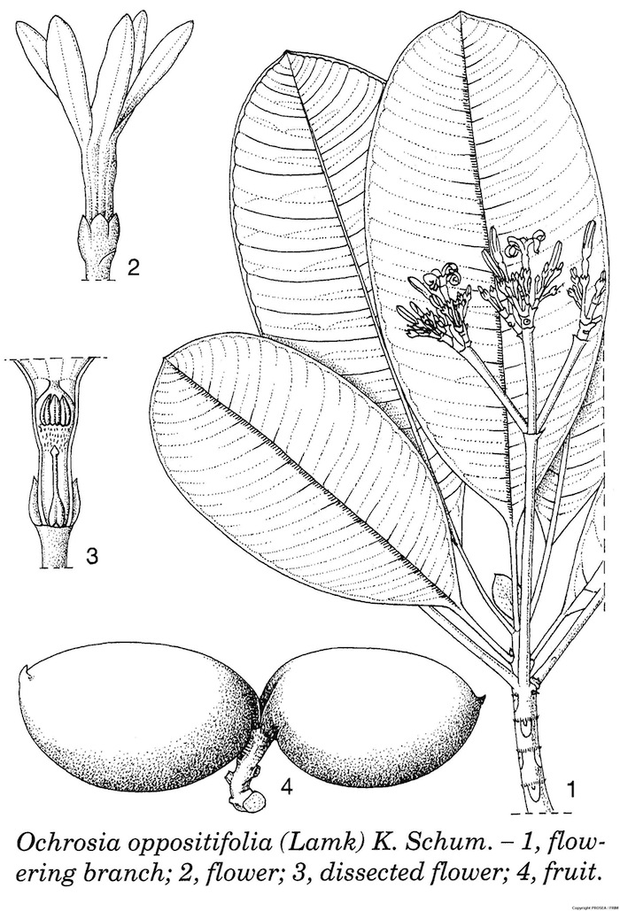 Ochrosia_oppositifolia_Lamk_K_Schum