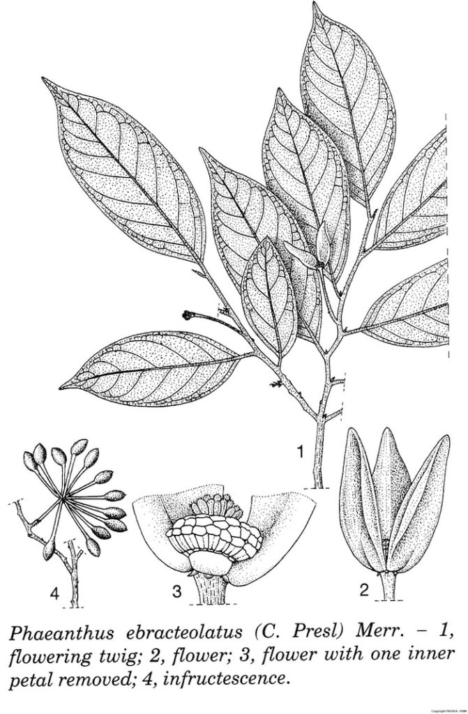 Phaeanthus_ebracteolatus_C_Presl_Merr