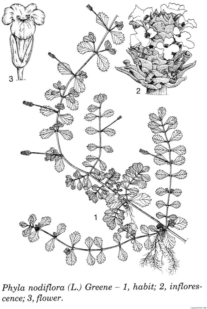 Phyla_nodiflora_L_Greene