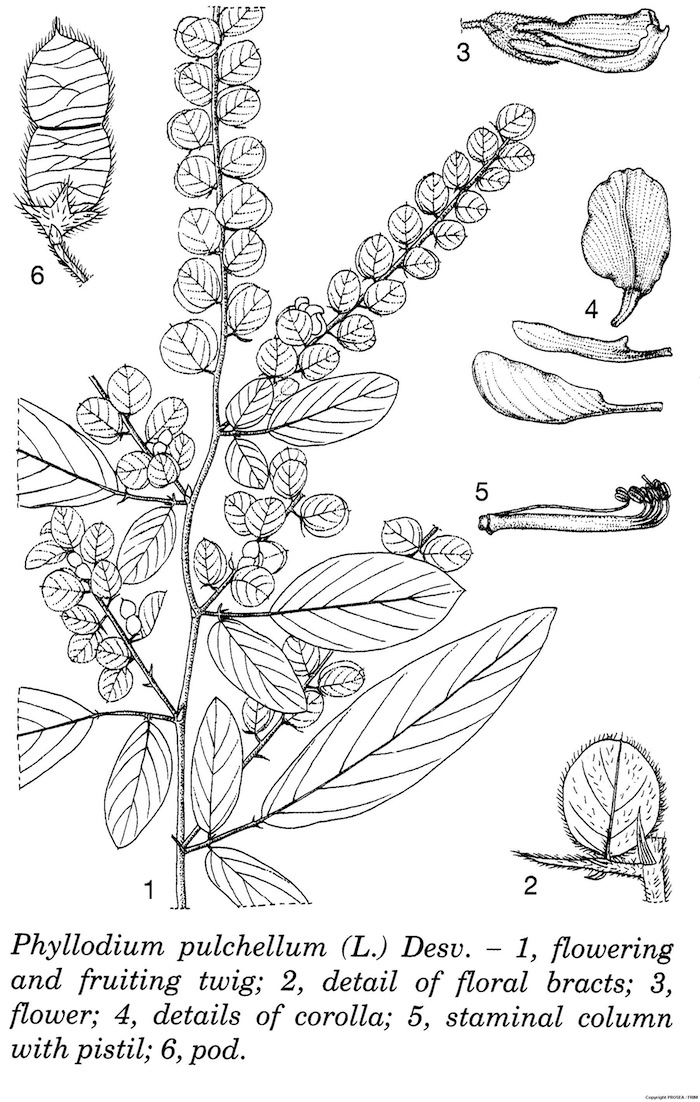 Phyllodium_pulchellum_L_Desv