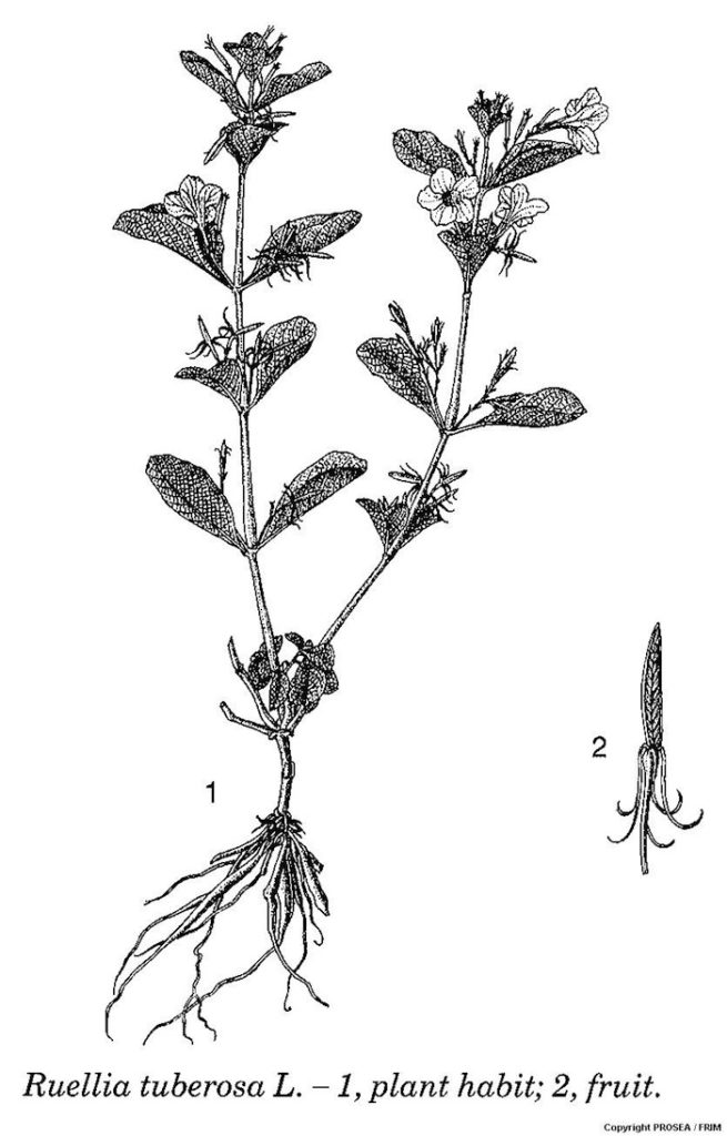 Ruellia_tuberosa_L