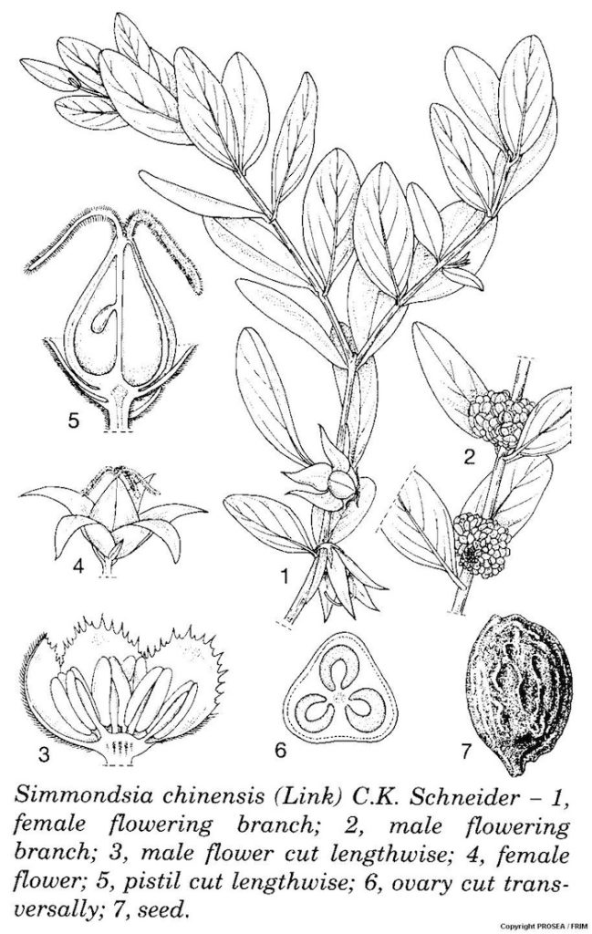 Simmondsia_chinensis