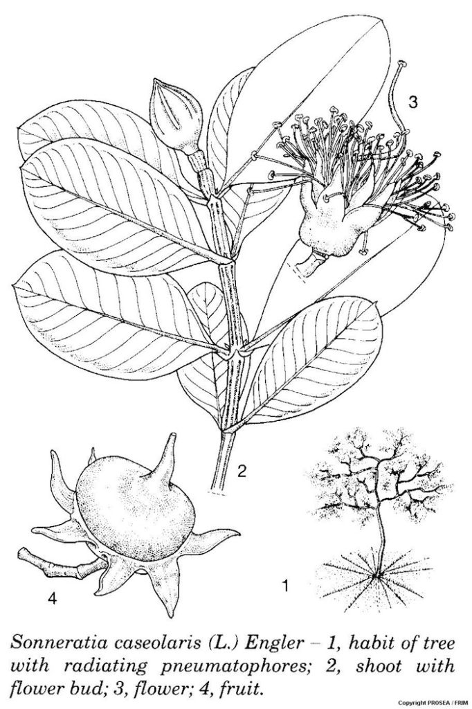 Sonneratia_caseolaris