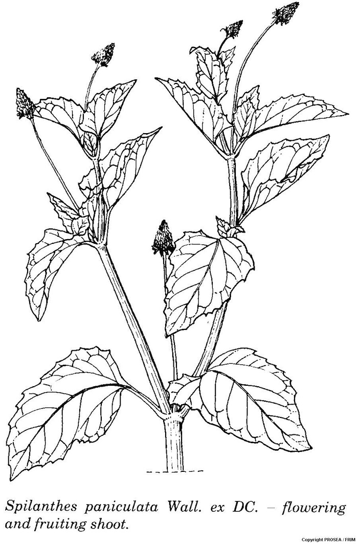 Spilanthes_paniculata_Wall_ex_DC