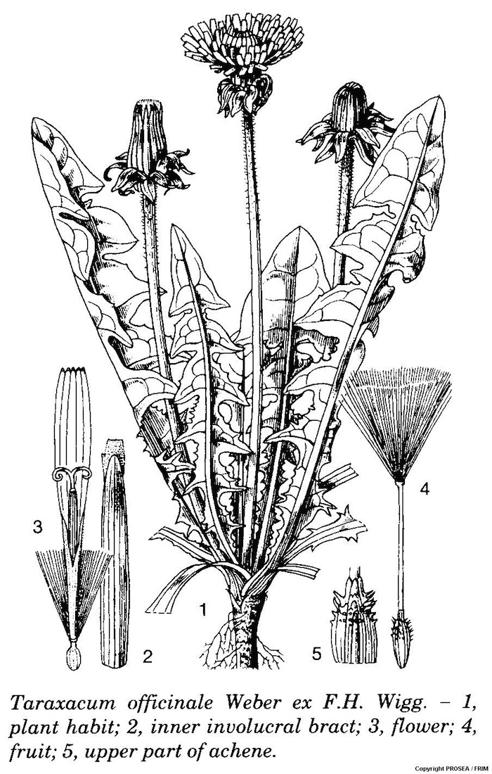 Taraxacum_officinale_Weber_ex_FH_Wigg