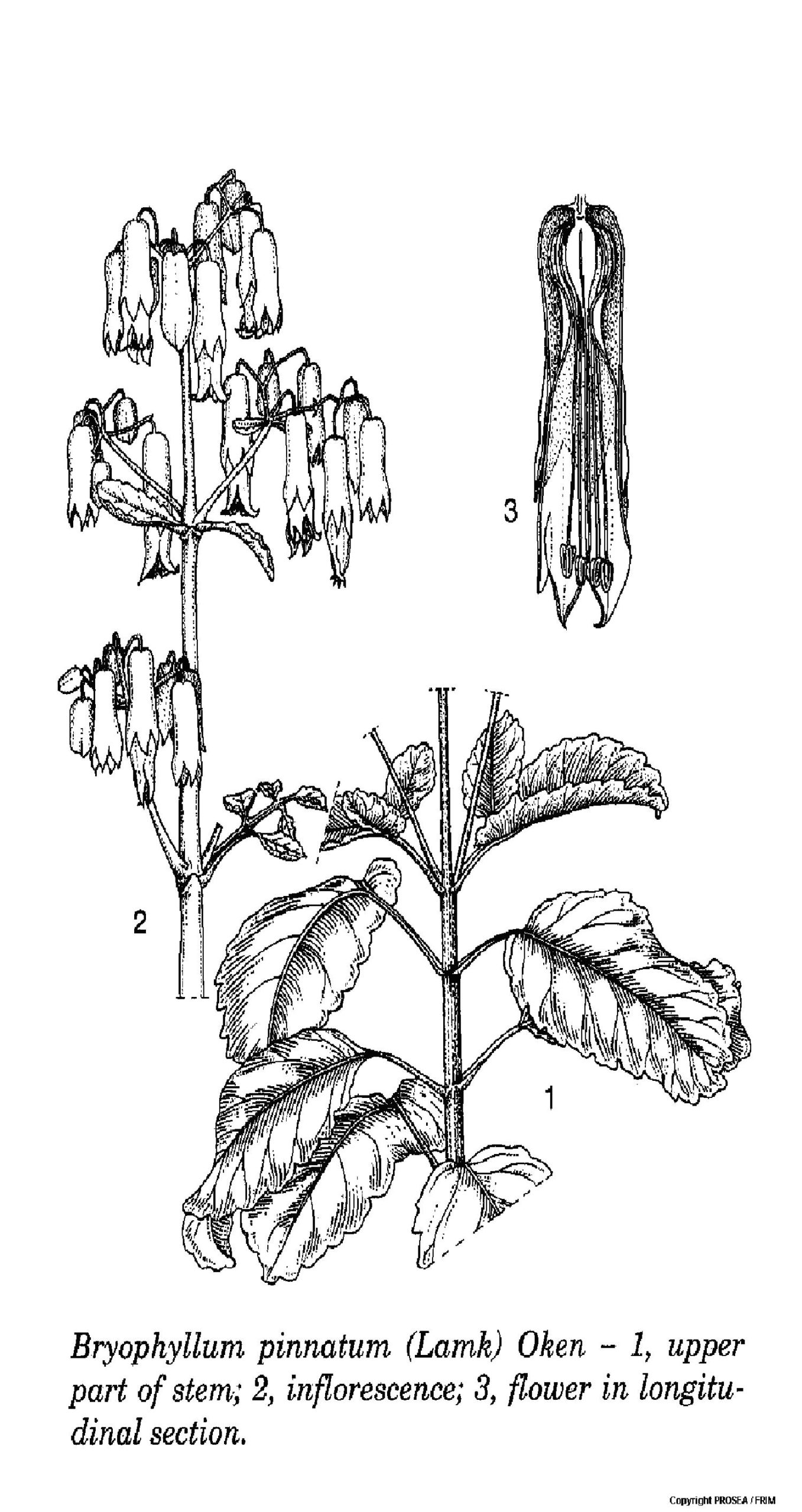 bryophyllum