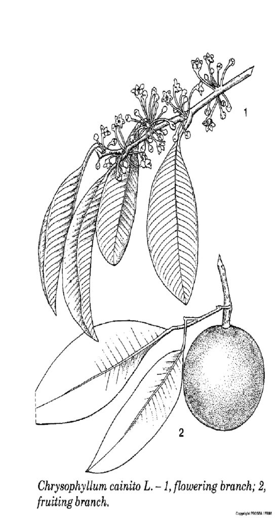 chrysophyllum_cainito