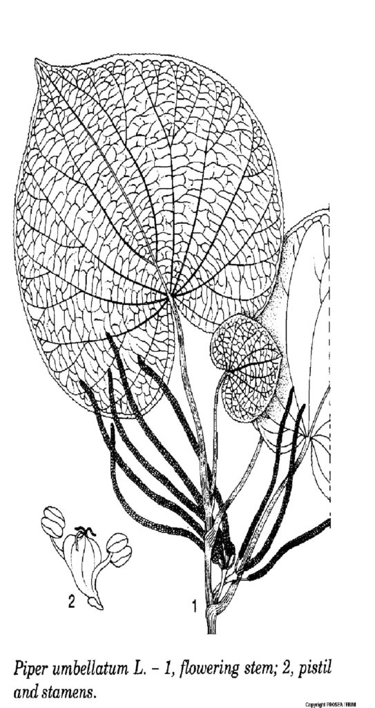 piper_umbellatum