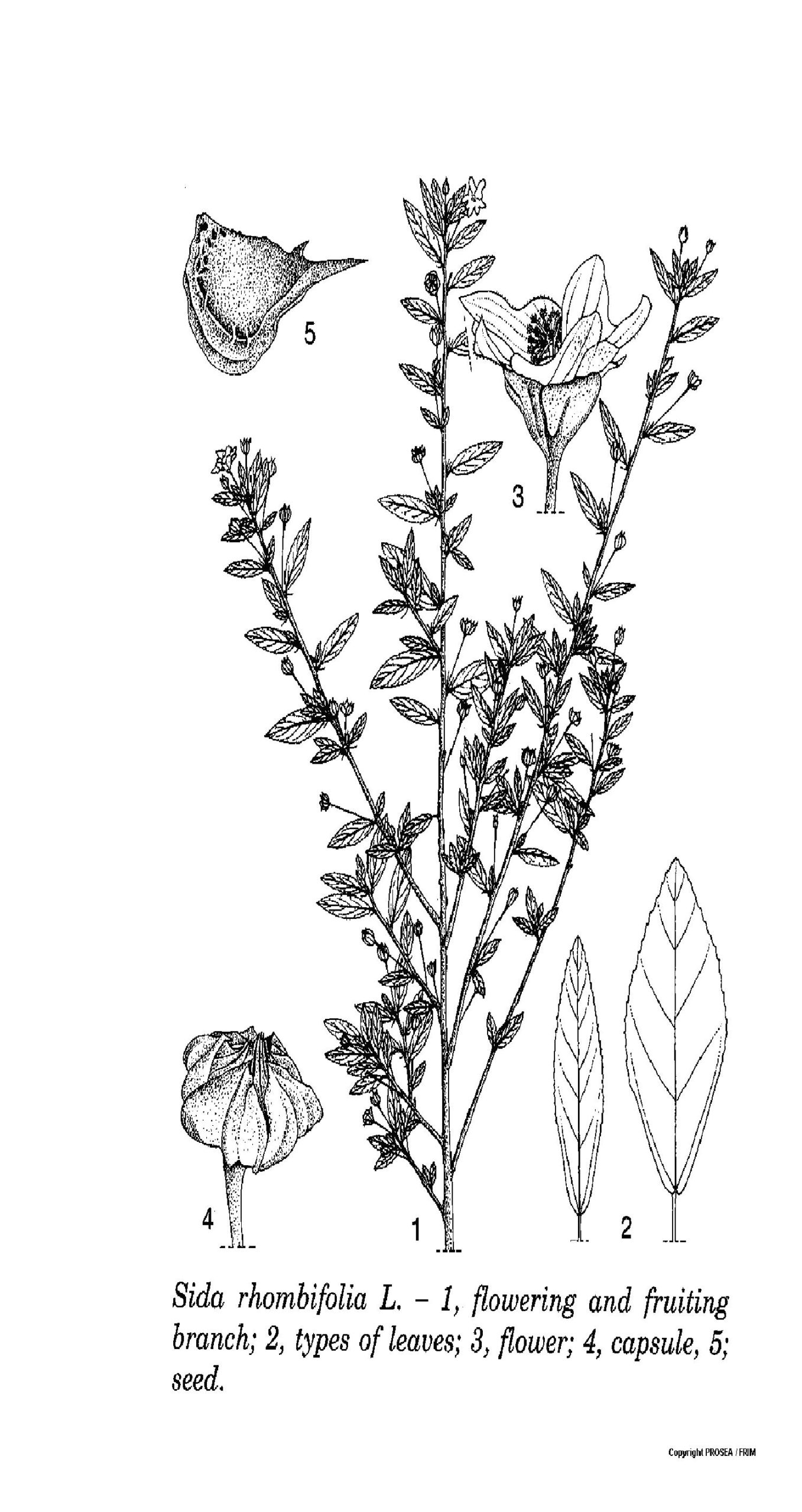 s.rhombifolia